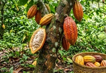 Harga Kakao Turun, Petani di Sinjai Pilih Tahan Hasil Panen