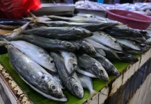 Ikan Layang Jadi Pemicu Utama Inflasi Watampone pada Juni 2026