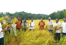 Produktivitas Padi Sinjai Naik, Hasil Ubinan Capai 5,2 Ton per Hektare
