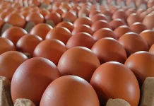 Kualitas Premium, Telur Ayam Sidrap Diburu Warga Bone