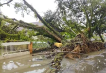Banjir di Sinjai Utara Picu Pohon Tumbang, BPBD Imbau Warga Waspada