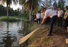 Wujudkan Kemandirian Pangan, Bupati Bone Panen Perdana Ikan Dukung Program MBG