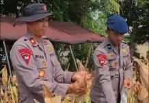 Brimob Bone Panen Jagung Dukung Ketahanan Pangan Nasional