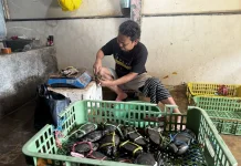 Usaha Kepiting Laccokkong Jaga Mutu Selama 28 Tahun