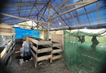 Maggot BSF, Solusi Nyata Pengelolaan Sampah Organik