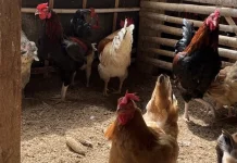 Potensi Pasar Ayam Kampung Sangat Menjanjikan Bagi Peternak Bone