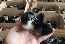 Mengenal Ayam Kampung Unggul Balitbangtan dan Keunggulannya