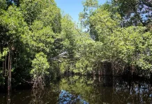 Mangrove Bone Simpan Harapan Ekonomi dan Lingkungan Berkelanjutan