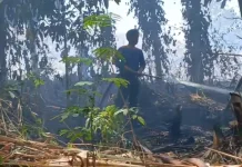 Kebakaran Lahan Terjadi di Padaidi Bone, Api Berhasil Dipadamkan 20 Menit