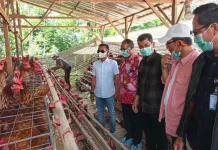PT Berdikari Bangun Hilirisasi Ayam di Bone, Serap 1.000 Pekerja