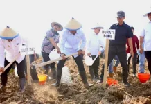 Dukung Swasembada Gula, Bupati Bone Tanam Perdana Perluasan Tebu di Sibulue