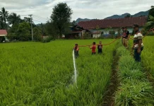 Atasi Kekeringan, Damkar Sinjai Suplai Air ke Sawah Petani di Sinjai Barat