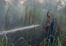 Kebakaran Lahan Tebu Terjadi di Tanete Harapan, Kerugian Rp35 Juta