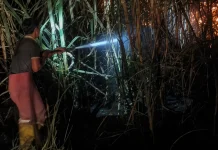 Kebakaran Lahan Tebu Mare, Api Berhasil Dipadamkan