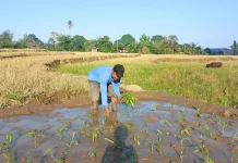 Siasati Kemarau, Petani di Sinjai Sulap Sawah Jadi Lahan Kangkung Hemat Air