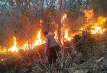 Kebakaran Hutan Jati di Sewo Soppeng Berhasil Dikendalikan