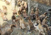 Lapas Watampone Kembangkan Budidaya Bebek untuk Ketahanan Pangan