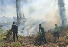 Babinsa dan Warga Padamkan Kebakaran Lahan Jagung di Kecamatan Citta