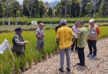 Musim Kemarau, 314 Hektare Sawah di Sinjai Barat Terancam Gagal Panen