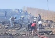 Kebakaran Lahan di Ulaweng, Warga Berupaya Selamatkan Kebun Jagung Belum Dipanen