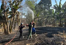Sekam Padi Terbakar, Api Merambat ke Kebun Warga Awangpone