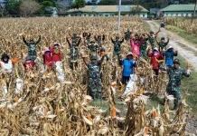 Prajurit Yonarmed 21/Kawali Bone Panen 2,5 Ton Jagung