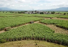 Bone Miliki 112.199 Hektar Lahan Potensial Dukung Program Bioetanol Nasional