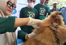 Kasus Gigitan Anjing di Sinjai Tembus 240 Kasus hingga 2026