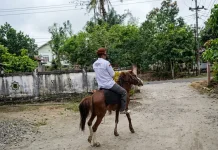 Begini Cara Kades Tellulimpoe Hemat BBM, Tempuh 4 Km Naik Kuda ke Kantor
