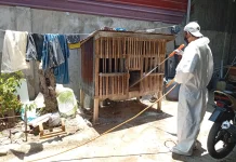 DPKH Catat Kasus Kematian Ayam di Sinjai Utara Capai 1.866 Ekor,