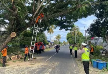Polres Bone dan BPBD Pangkas Pohon Rawan Tumbang