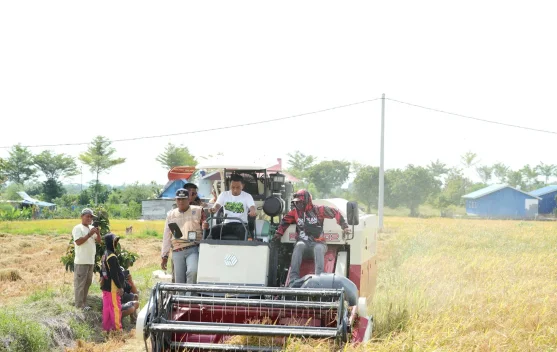 Panen Talumae Buktikan Sawah Tadah Hujan Produktif