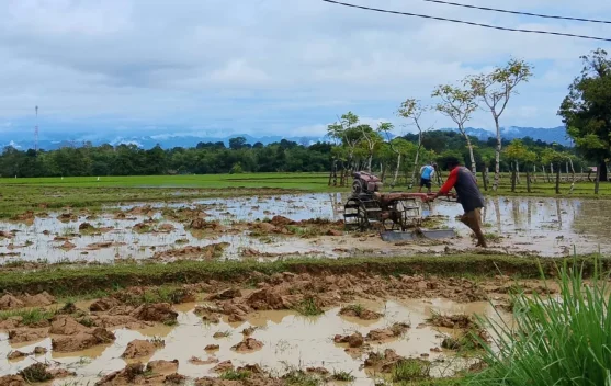 Dinas TPHP Sinjai Percepat Tanam Hadapi Ancaman El Nino 2026