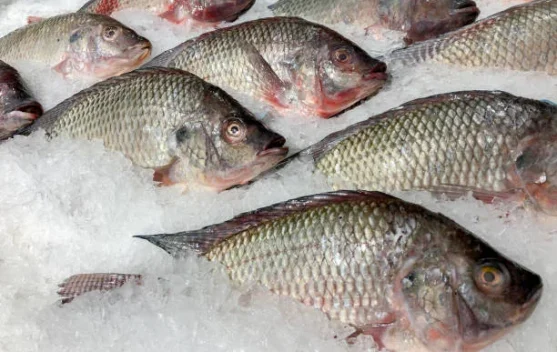 Dianggap Invasif, Ikan Nila Kurang Diminati di Jepang