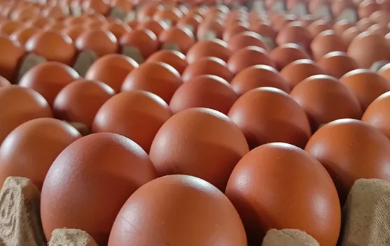 Kualitas Premium, Telur Ayam Sidrap Diburu Warga Bone
