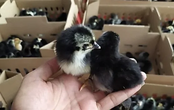 Mengenal Ayam Kampung Unggul Balitbangtan dan Keunggulannya
