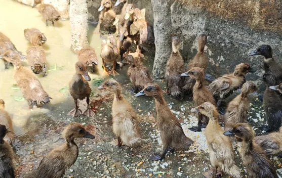 Lapas Watampone Kembangkan Budidaya Bebek untuk Ketahanan Pangan