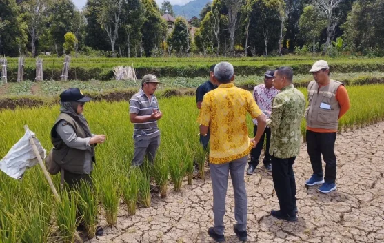 Musim Kemarau, 314 Hektare Sawah di Sinjai Barat Terancam Gagal Panen