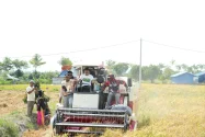 Panen Talumae Buktikan Sawah Tadah Hujan Produktif