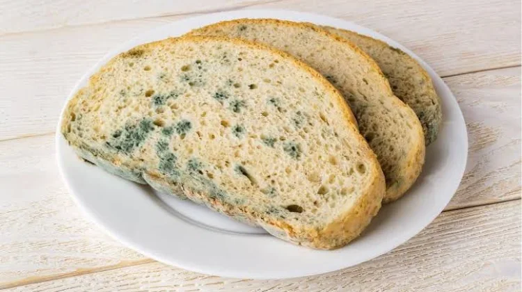 Roti Berjamur Hijau,ini Penyebabnya dan Cara  Mencegahnya.