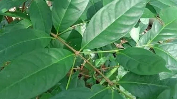 Manfaat Daun Salam bagi Kesehatan