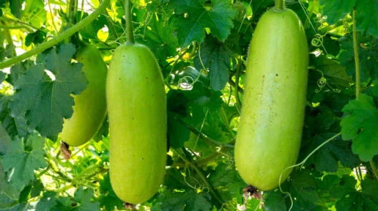 Mengenal Buah Kundur, Si Labu Tropis dengan Segudang Khasiat Kesehatan