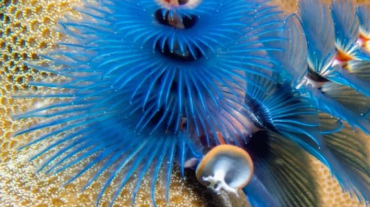 Keunikan Christmas Tree Warm,Cacing Laut Bermakhota yang Hidup di Terumbu Karang