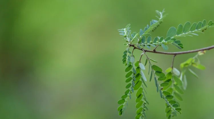 Meniran Herbal Alami dengan Segudang Khasiat Kesehatan