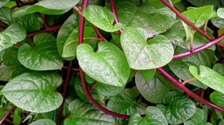 Binahong Tanaman Obat Keluarga yang Mudah Ditanam