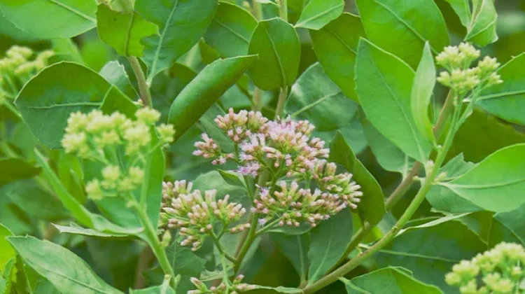 Beluntas Tanaman Herbal Alami dengan Beragam Khasiat Kesehatan