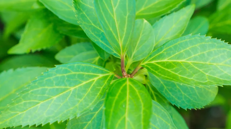 Sambiloto Herbal Pahit Kaya Manfaat untuk Kesehatan Tubuh