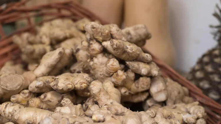 Kencur Herbal Tradisional untuk Mengatasi Masuk Angin
