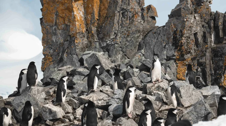 Fakta Menarik Penguin: Benarkah Mereka Saling Mendorong Demi Bertahan Hidup?
