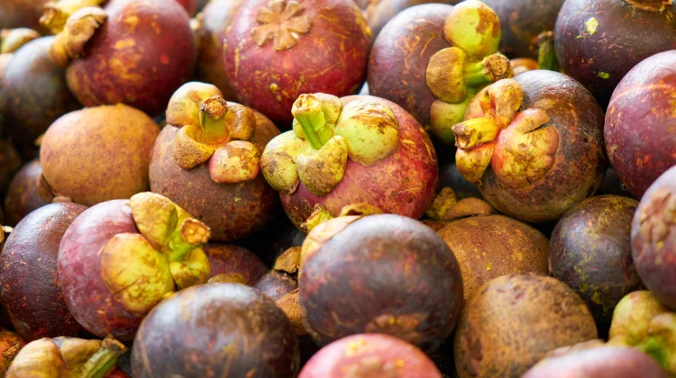 Jumlah “Bintang” pada Kulit Manggis ternyata Menunjukkan Isi Buah di Dalamnya